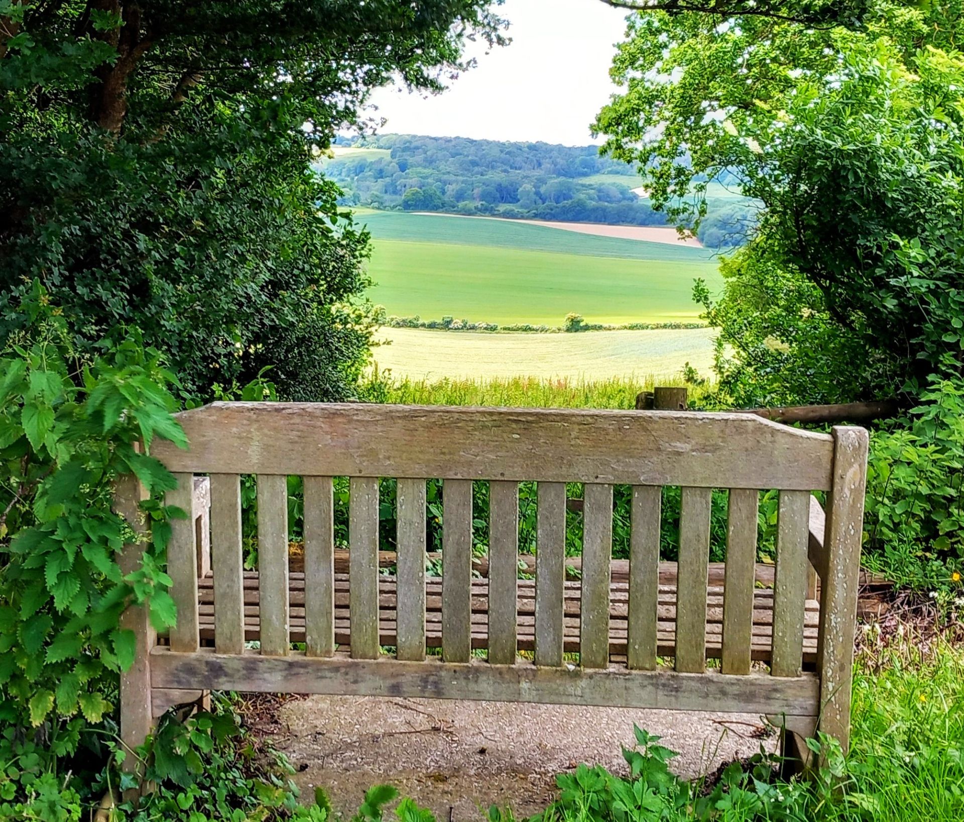 Bench with a view